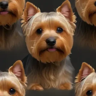 silky terrier
