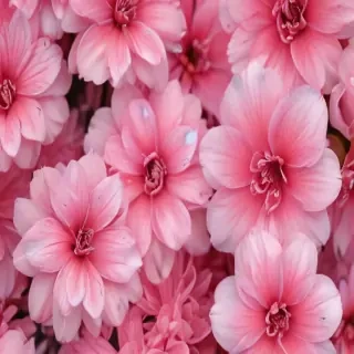 girly pink wallpaper iphone
