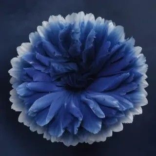 what color is indigo