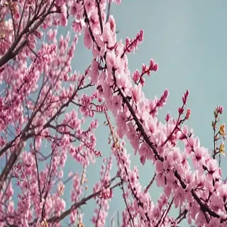 spring iphone wallpaper