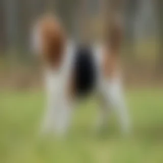 beagle  dog breed