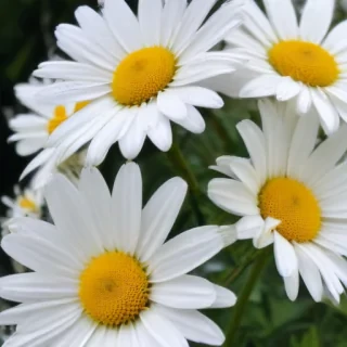 aesthetic daisy wallpaper