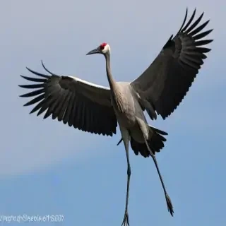 crane bird