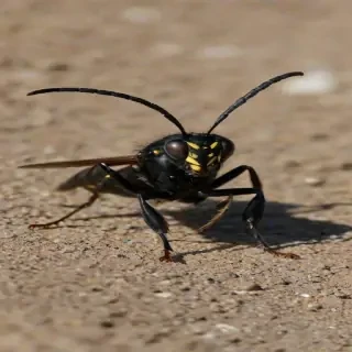 black wasp