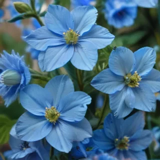transparent blue flowers
