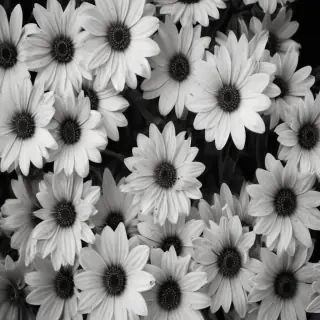 black and white flower background