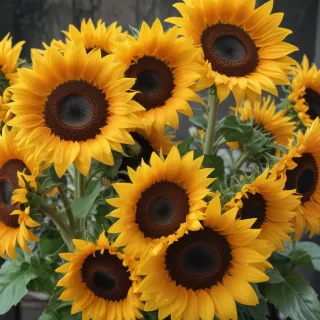 sunflowers aesthetic