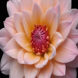 iphone flower wallpaper
