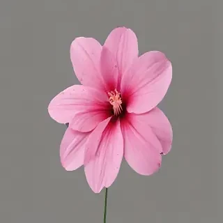 pink flower png