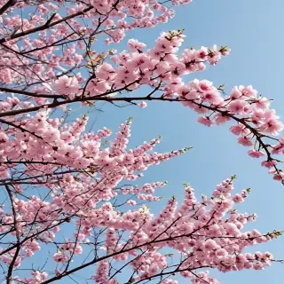 spring aesthetic wallpaper