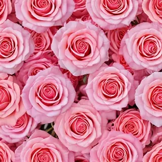 pink roses wallpaper iphone