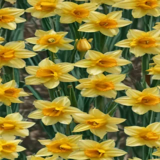 daffodil flower