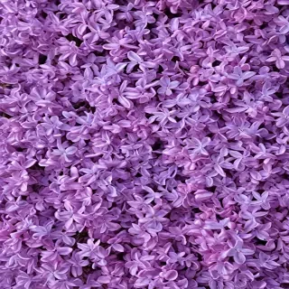 lilac background