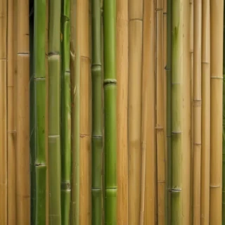 bamboo background