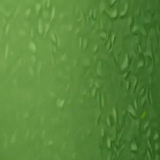 green wallpaper for iphone