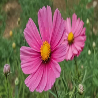 cosmos flower