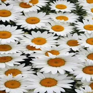 iphone daisy wallpaper