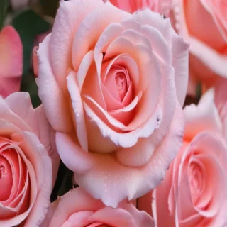 pink roses wallpaper iphone