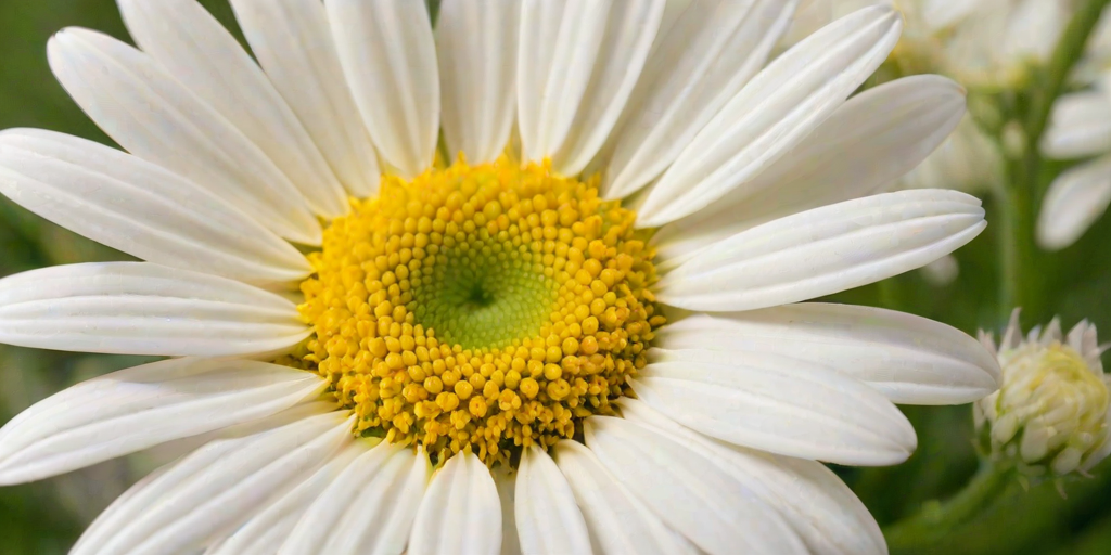 wallpaper daisy flower