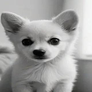 cute black and white