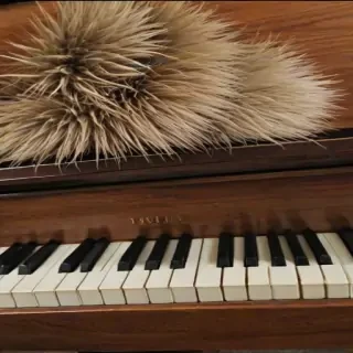 fur elise piano