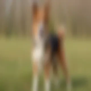 chilier dog breed