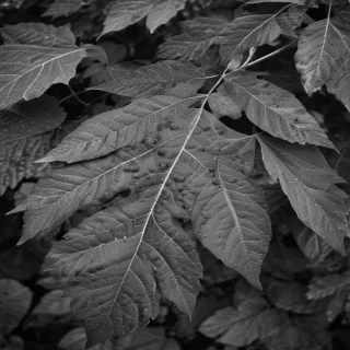 leaves black and white