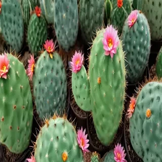 cactus wallpaper iphone