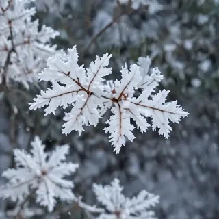 snow iphone background