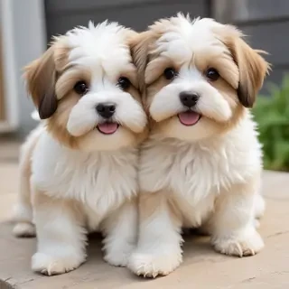 havanese dogs