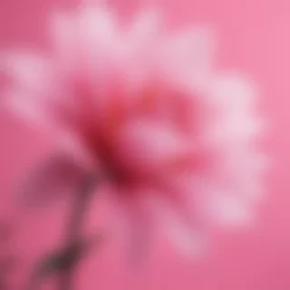 pink iphone wallpaper hd