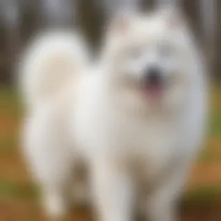samoyed dog breed