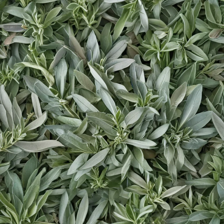 sage png