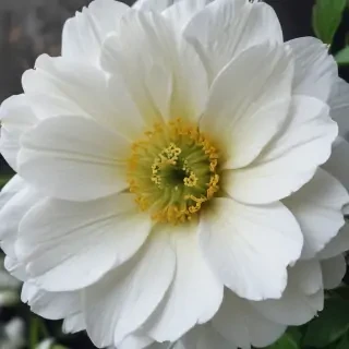 iphone white flower wallpaper