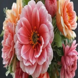 flower pictures