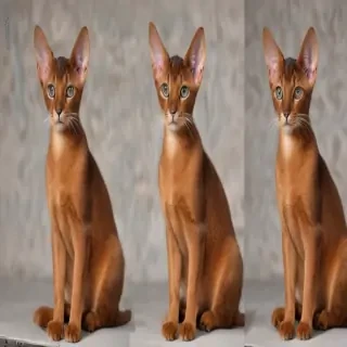 abyssinian breed