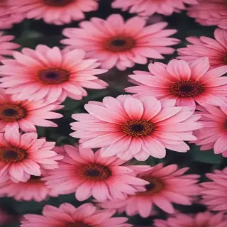 flower wallpaper iphone