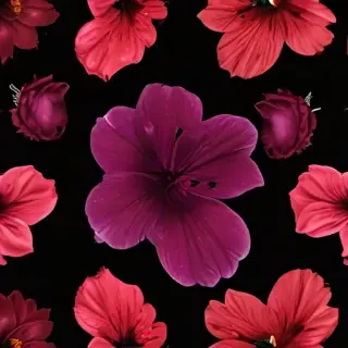 flower black background
