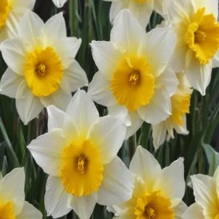 daffodil flower