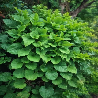 greenery iphone background
