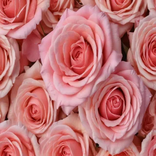 rose background