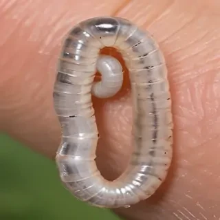 ring worm images