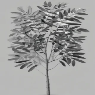 eucalyptus clipart black and white
