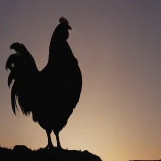 silhouette of a chicken