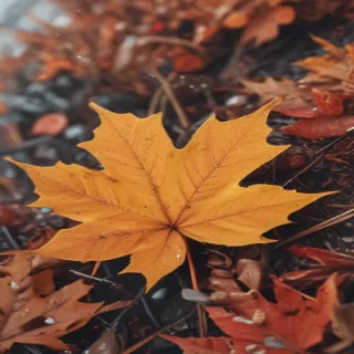 cute fall iphone wallpaper