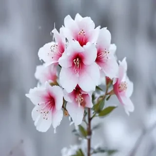 winter flower wallpaper background