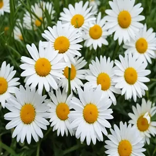 daisy desktop wallpaper