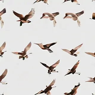 birds flying transparent background