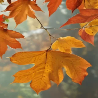 autumn leaves png