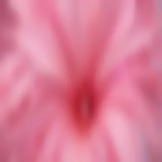 pink wallpaper phone